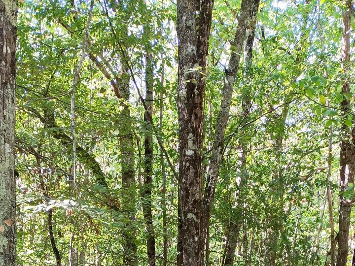 Balade en foret sologne