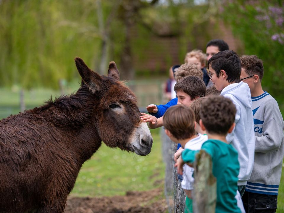 Enfants autour d'un âne à la ferme pédagogique