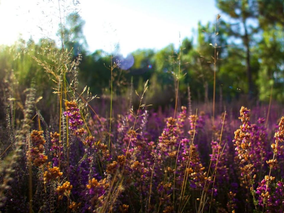 Fleurs sauvages dans la campagne de Sologne