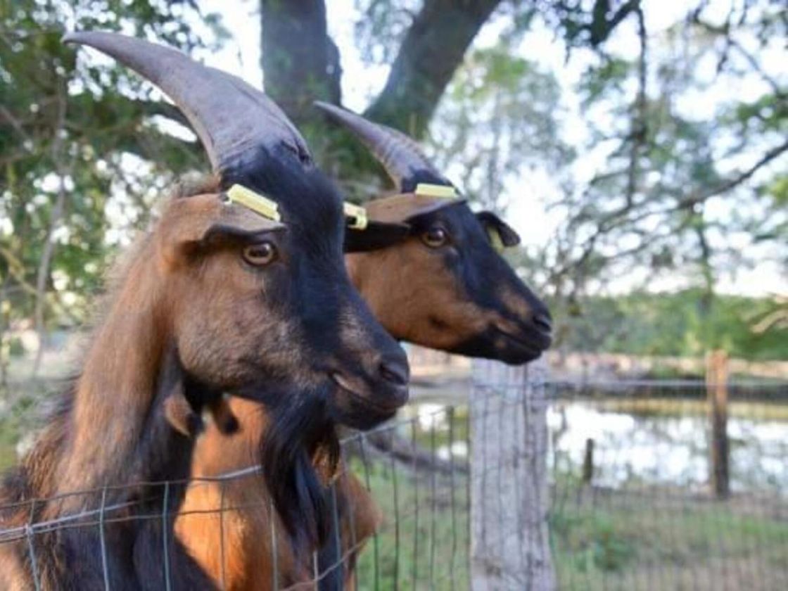 Deux chèvres de la ferme pédagogique